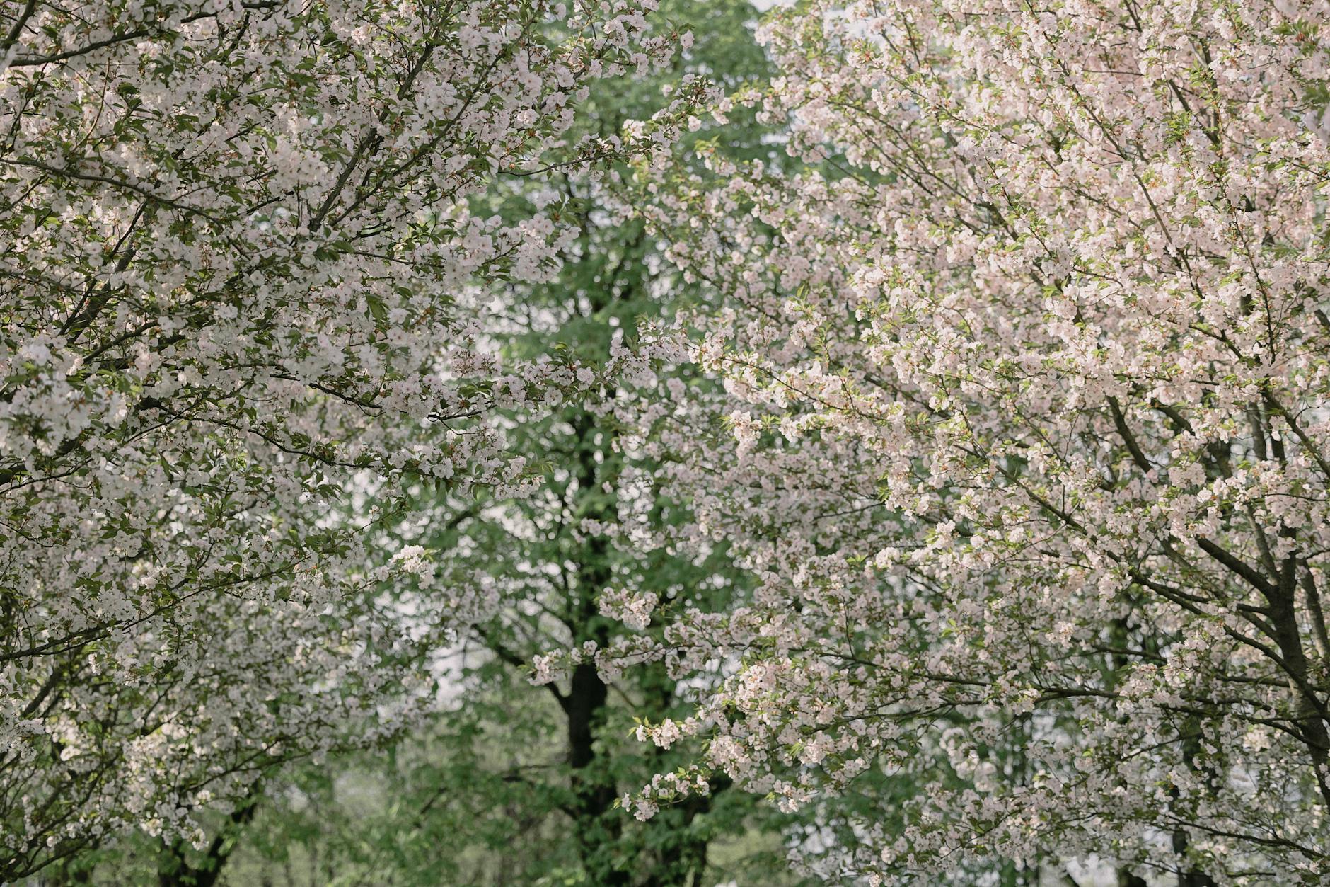 Kwitnące drzewa wiśniowe i czereśniowe w Wągrowcu, tworzące biało-różowy dywan kwiatów.
